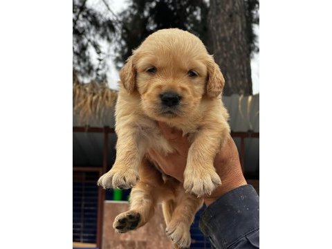 A kalitede birbirinden güzel golden retriever yavrularımız