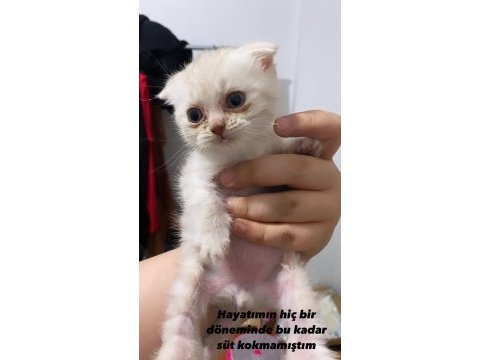 Yeşil gözlü pembe patili erkek scottish fold yavrumuz