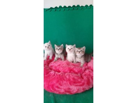 British shorthair çok oyuncu evcilmen yavrular