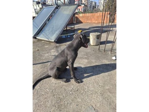 Cane corso blue 4.5 aylık renkli göz erkek