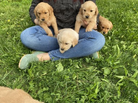 Kür burun bebekler golden retriever