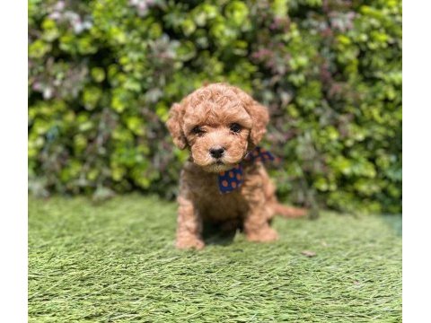 Baby yavrular toy poodle