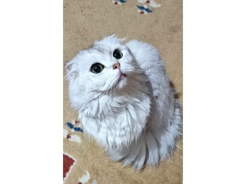 Cok uygunsa safkan kaliteli longhair erkek
