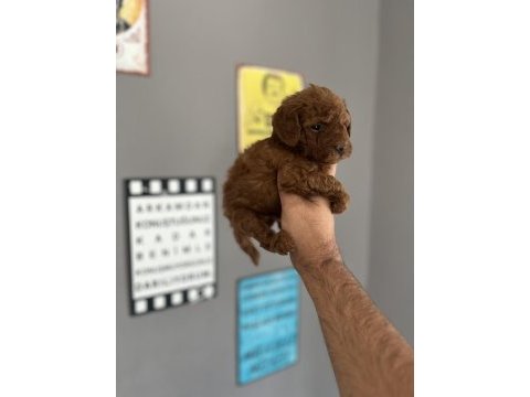 Toy poodle yavru