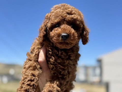 Petmode köpek çiftliğinde ziyarete açık toy poodle