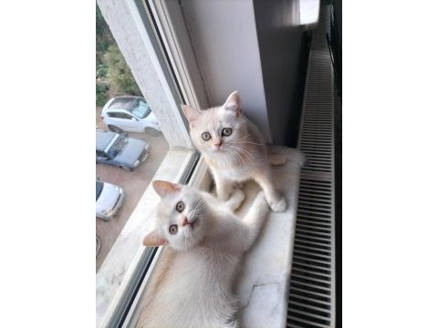 Safkan british shorthair mükemmel bir gen taşıyor