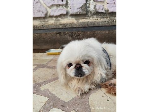 1.5 yaşında çok zeki dişi pekinez köpeği