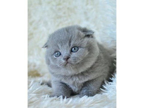 2 aylık scottish fold dişi