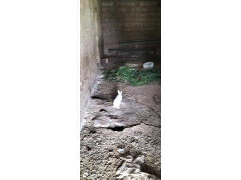 4 adet yeni zelanda