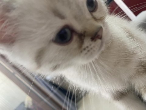 British shorthair erkek