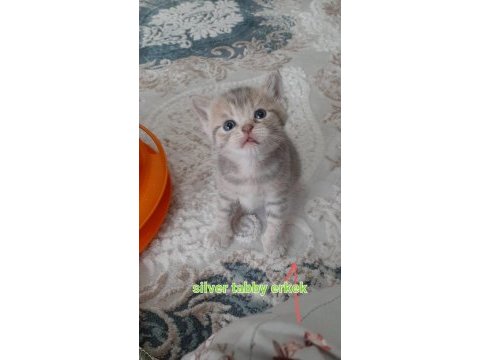 2 güne teslim british shorthair balıkesir merkez