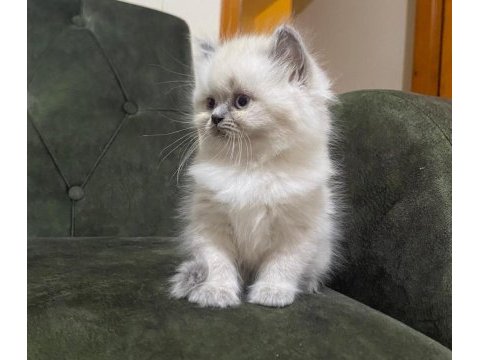 Dişi ve erkek british longhair bebekler