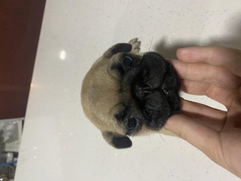Pug yavrum gül kuyruk kuyruk