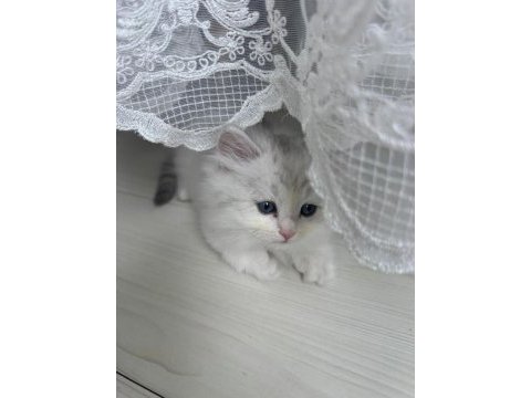 British longhair 3 aylık