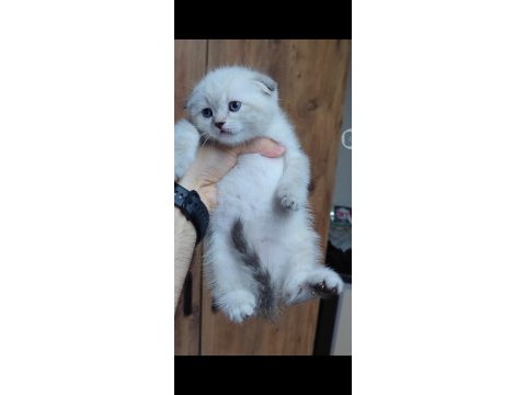 Scottish fold kedisi için ulaşınız