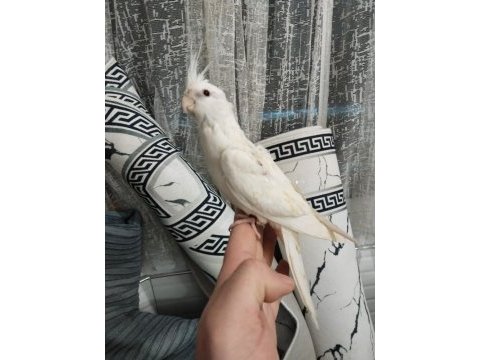 2 aylık yavru ele alışık büyük bir ihtimal erkek sultan