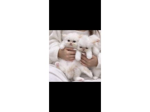 İran persian safkan bebeklerim