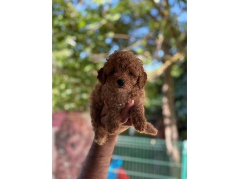 A kalite 1. sınıf kore toy poodle