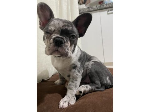 Başınızın tatlı belası köpeğimiz yeni ailesini arıyor
