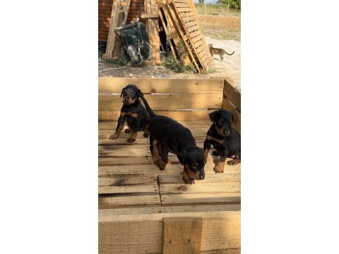 Premıum doberman yavruları