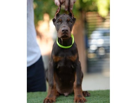Dolandırılmaya son heryerden elden teslim doberman