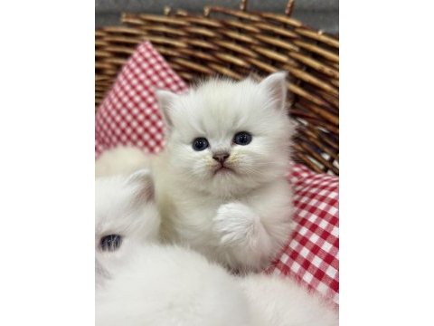 British longhair yavru kedimiz