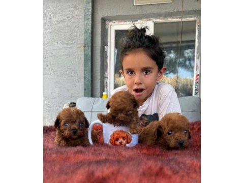 Kore toy poodle yavrularımız 