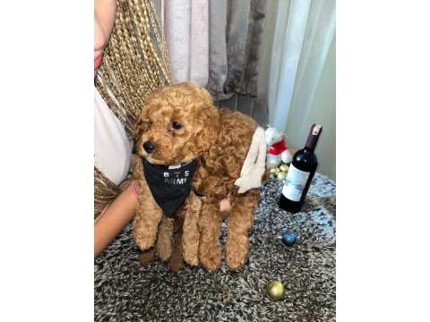 Toy poodle 15 aylık yavrular