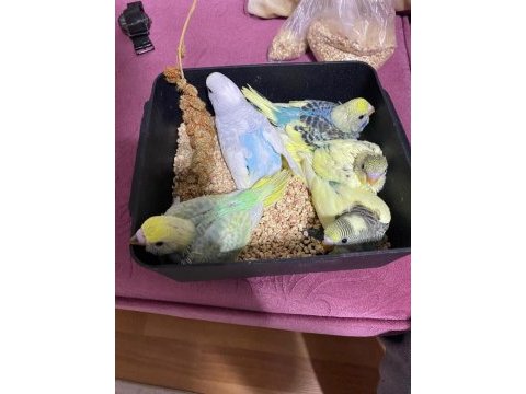 Muhabbet kuşu 25 günlük