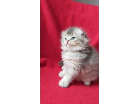 British longhair