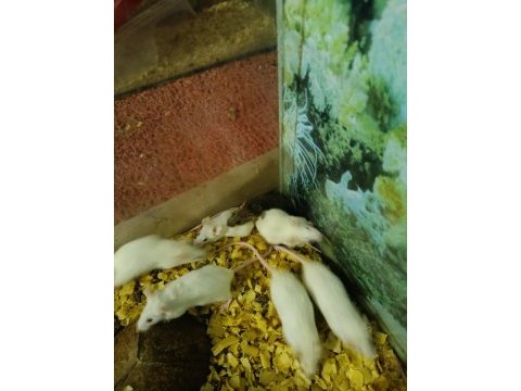 Rat ve lab faresi