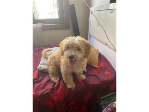 3 buçuk aylık erkek son terrier yavrumuz kıvırcık tüylü