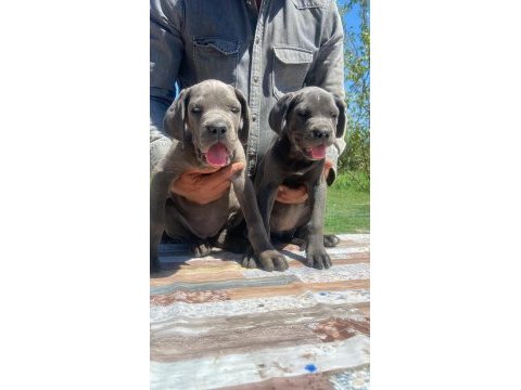 Irkının en iyisi cane corso yavrular kapıda ödeme mevcut