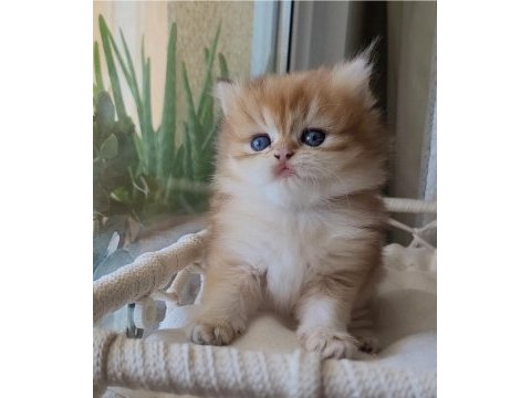 Son erkek golden british longhair safkan yavrum