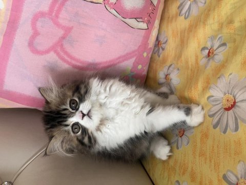 Tamamen ücretsiz kedimiz
