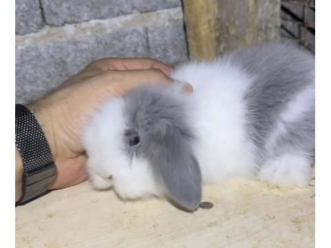 Safkan hollanda teddy blue ve karamel lop