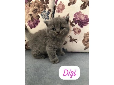 Hemen teslim top kafa yavrular british longhair