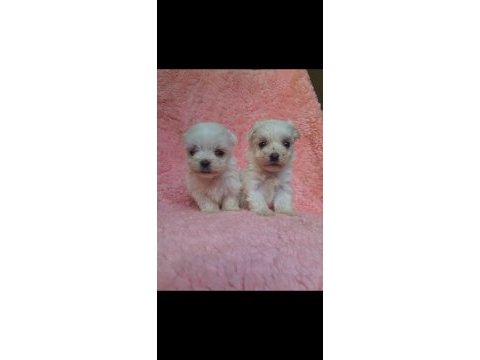 Micro maltese bebekler