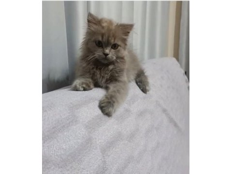 6 aylık british shorthair