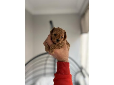 Red toy poodle