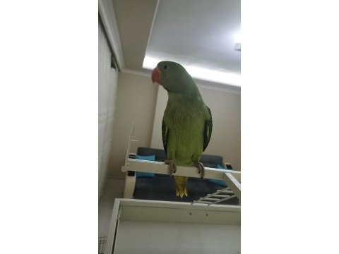 50 günlük jumbo boy erkek alexander elden teslim