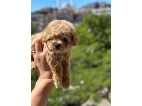 Toy poodle maltipoo bebekler
