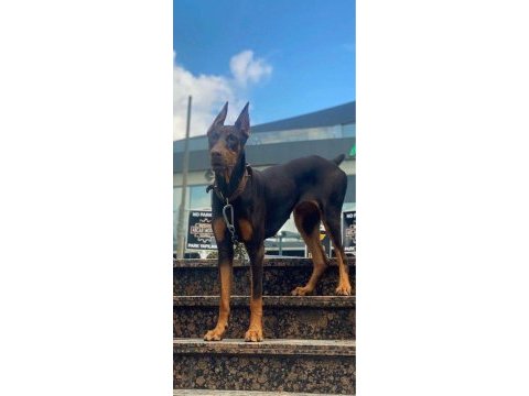 Doberman red yavruları