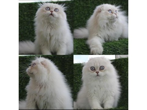 6 aylık bs 1233 full şecereli erkek scottish fold