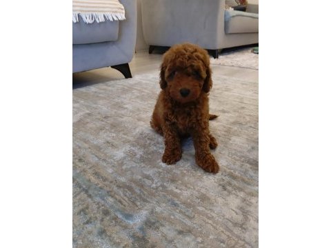 İzmirde kore poodle yavru