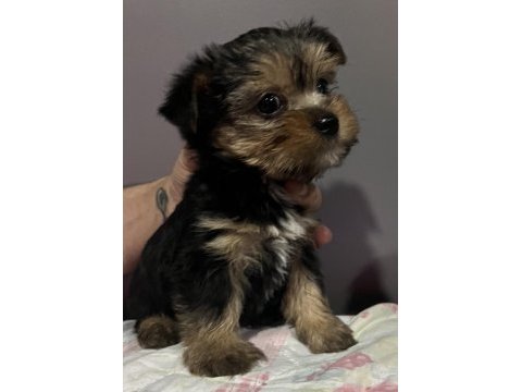 Orjinal yorkshire terrier bebekler
