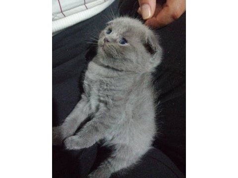 Scottish fold yavru 1 aylık