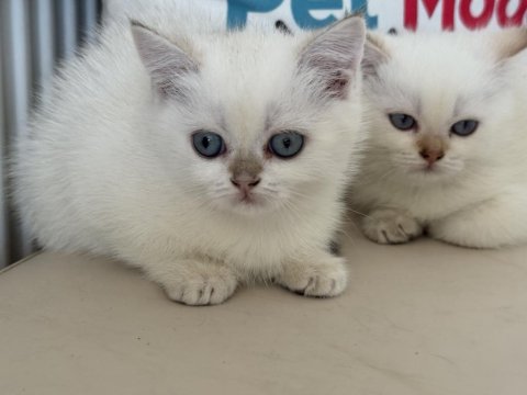 Abkaranın en elit britih shorthair ve longhair yavruları