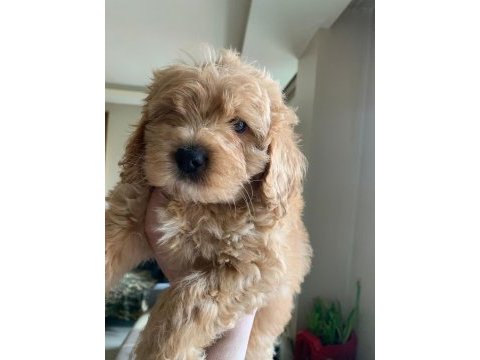 Aciliyeti var orjinal maltipoo yavruları