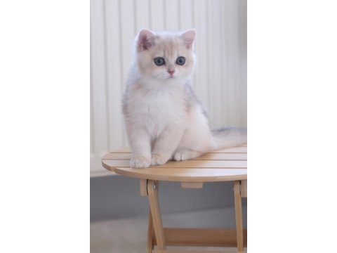 Safkan british shorthair ay12 dişi
